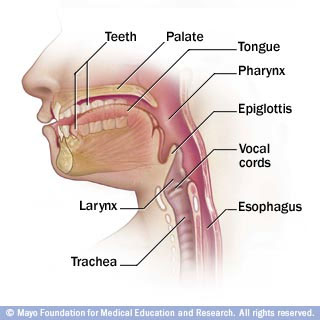 Cross section through the head showing the nasopharynx, oropharynx and larynx Cross section through the head showing the nasopharynx, oropharynx and larynx
