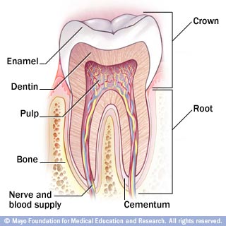 cross-section of tooth Cross-section of tooth